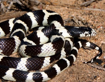 California-Kingsnake