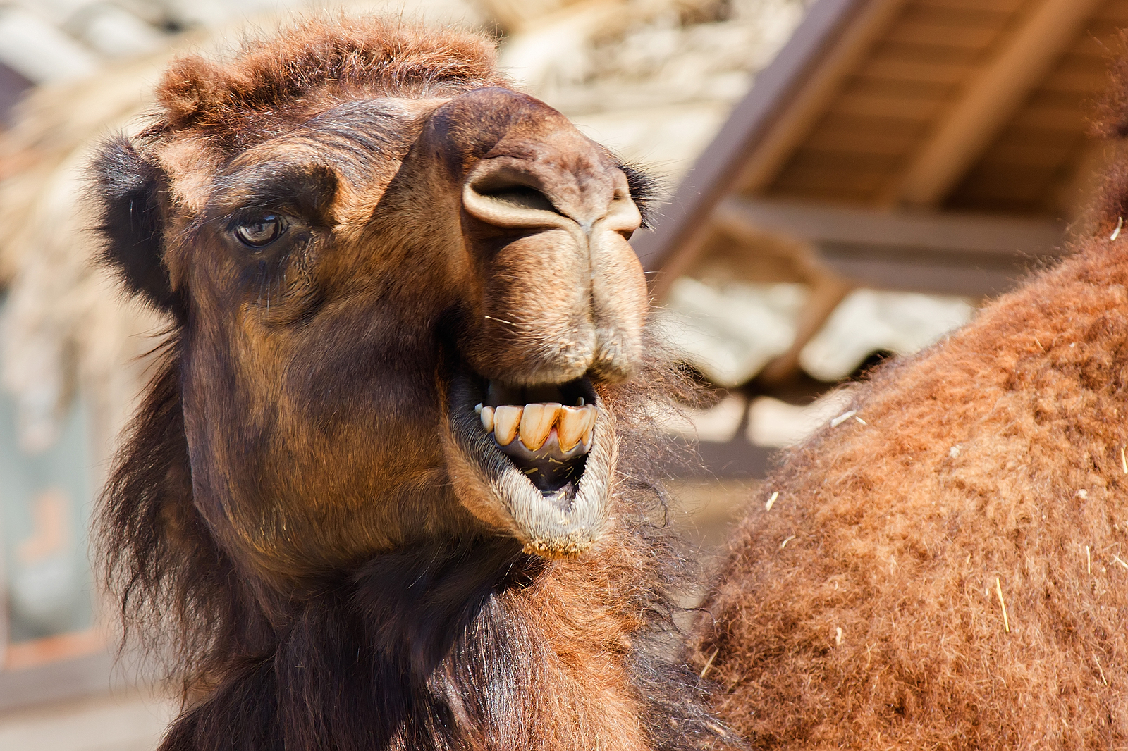 The Bizarre Mating Practices of the Arabian Camel