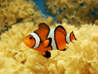 clownfish