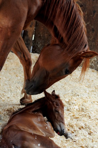 horse-birth