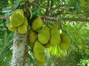 Jackfruit