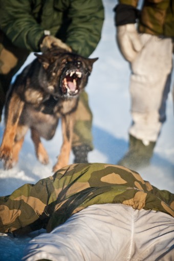 dog-soldier