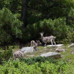 musk-deer