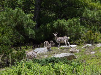 musk-deer