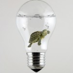 turtle-light-bulb