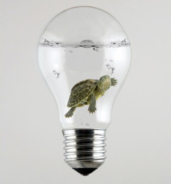 turtle-light-bulb