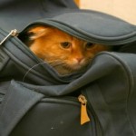 cat-bag-340x226