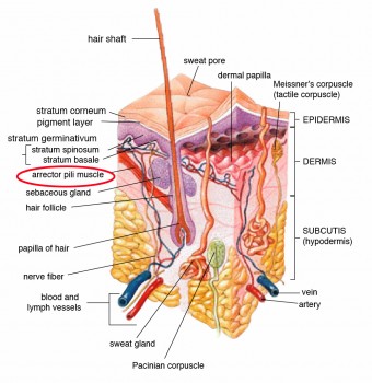 arrector-pili-muscle