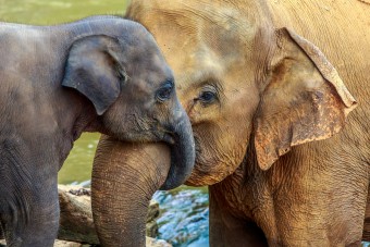 elephant-trunk