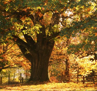 oak-tree