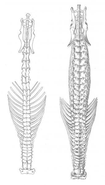 White Tooth Shrew Spine vs. the Hero Shrew Spine (right)