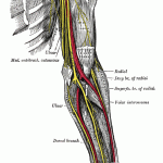 nerves-arm
