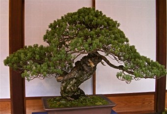 oldest-bonsai-tree