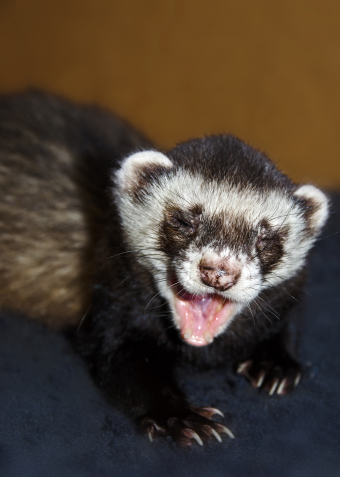 Ferret