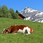 sleeping-cow