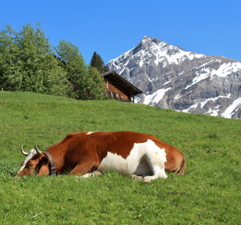 sleeping-cow