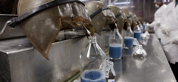 horseshoe-crab-blood