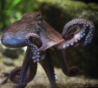 octopus