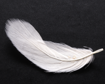 White-feather