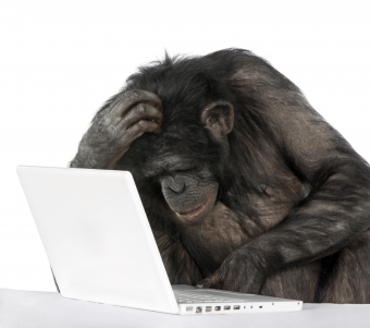 chimp-on-a-laptop