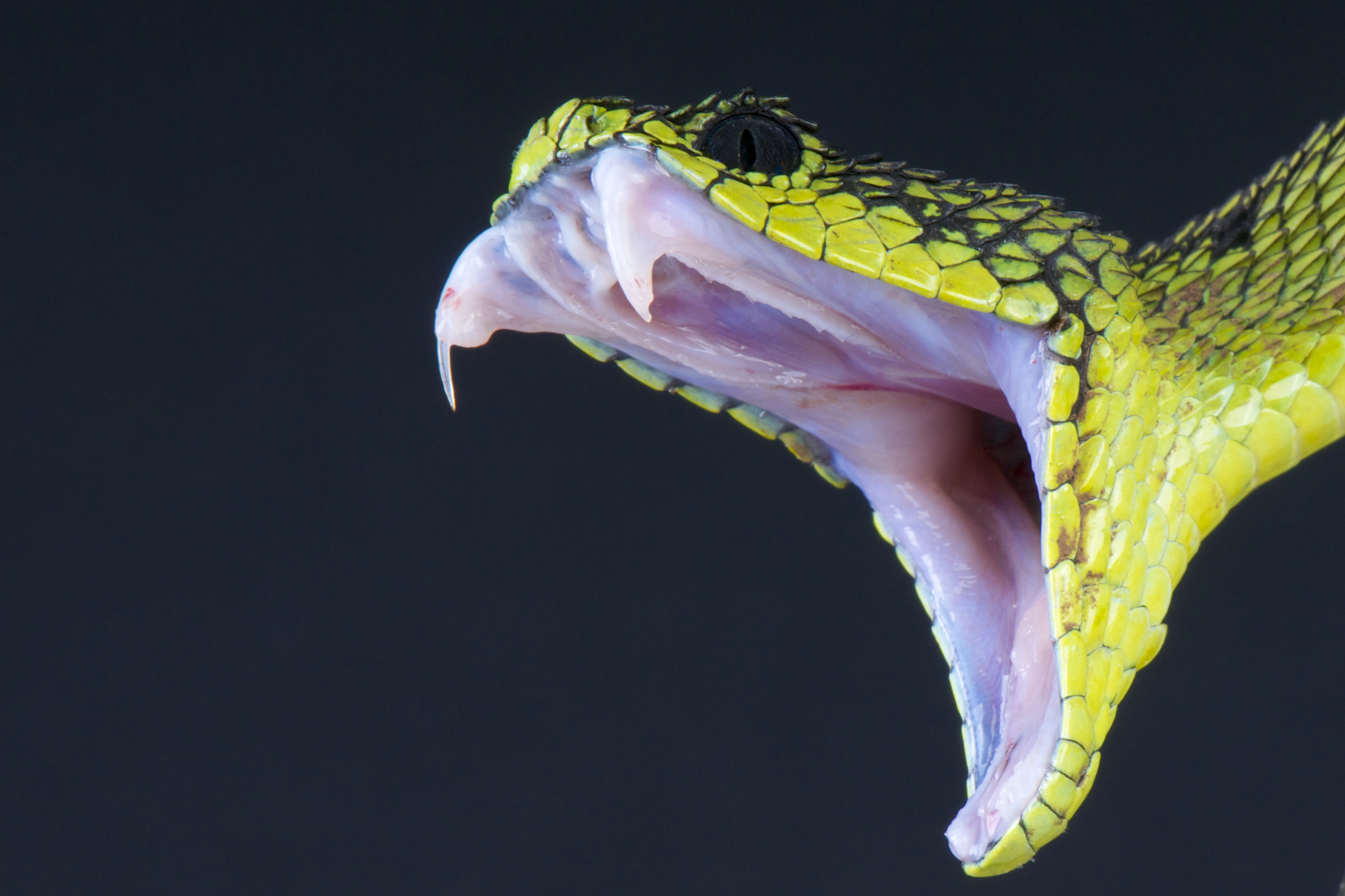 Snake fangs