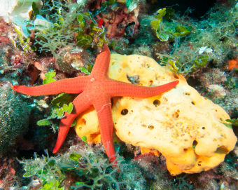 starfish-and-sponge