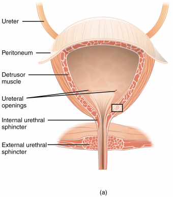 the_Bladder