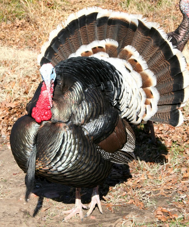 In Which We Answer the Age Old Question "Why are Turkeys Called Turkeys?"