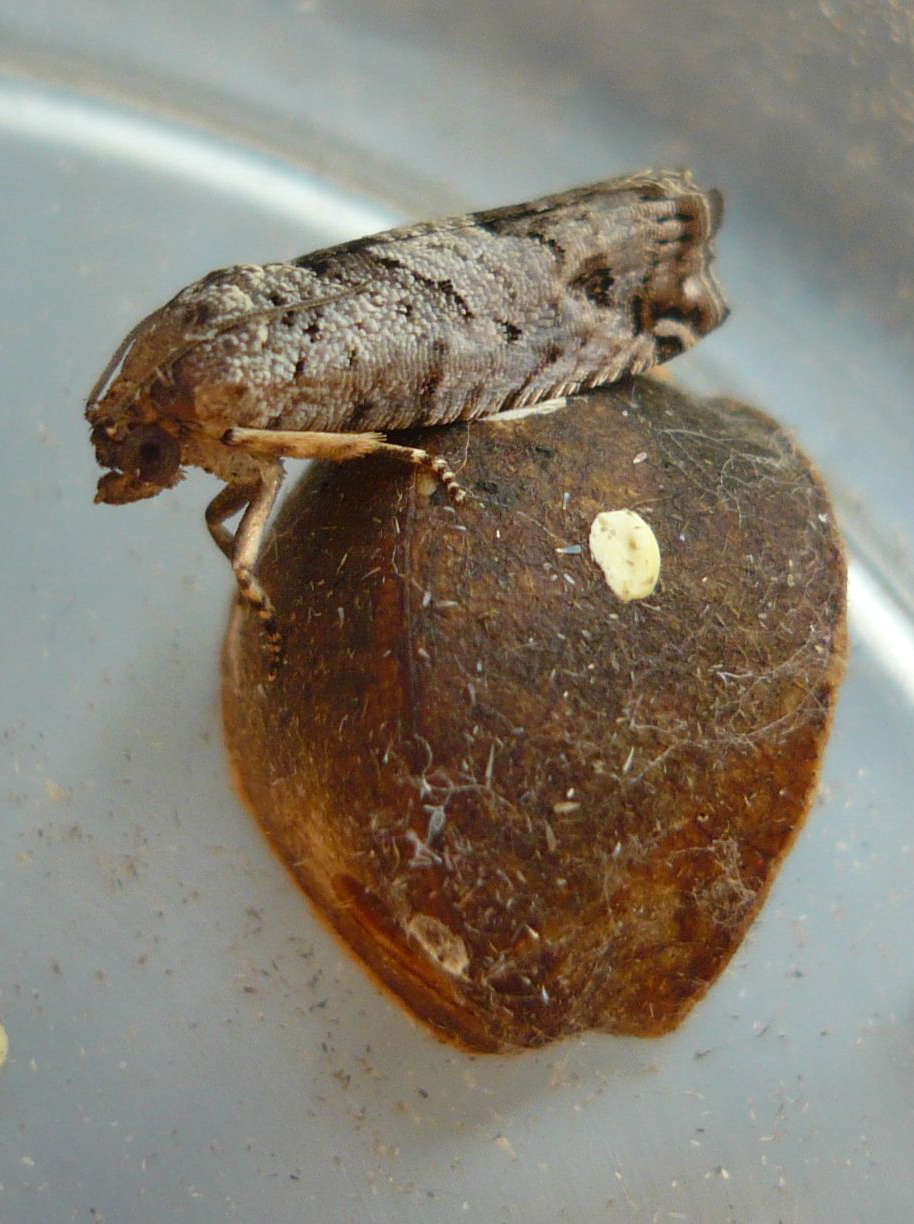Mexican Jumping Bean |The Garden Of Eaden