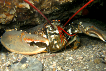 Giant-Lobster