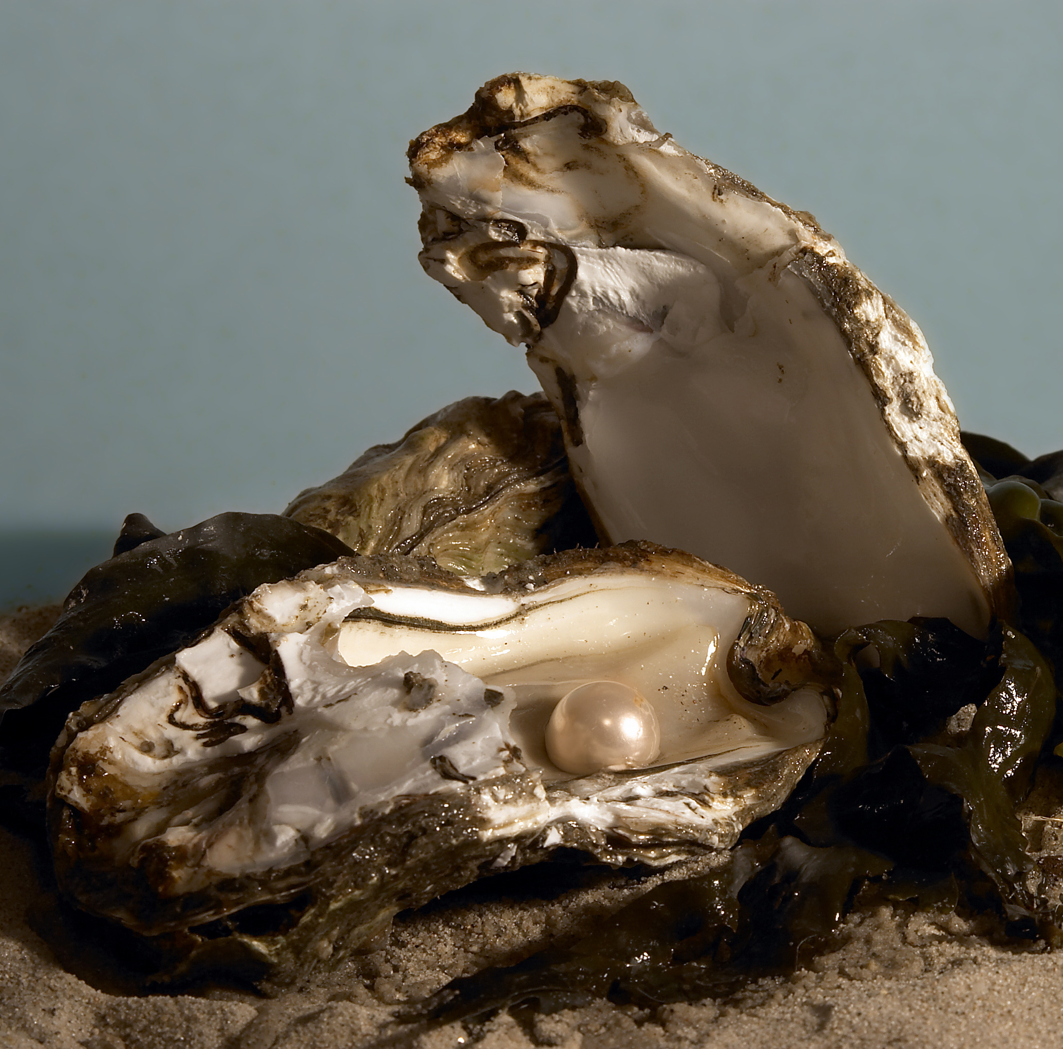 Why Do Oysters Make Pearls?