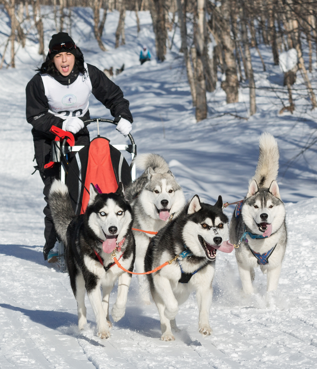 how much can sled dogs pull