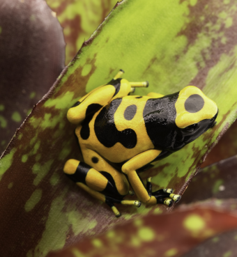 Why Poison Dart Frogs Raised in Captivity Lose Their Toxicity
