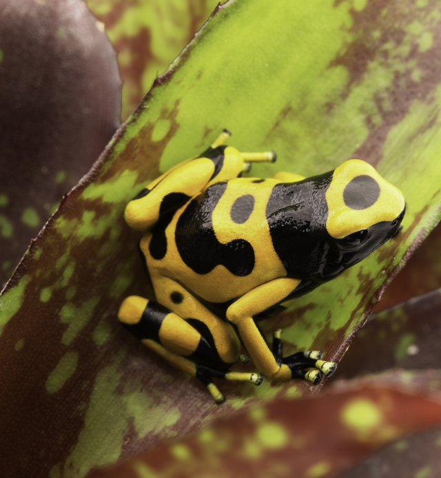 Not Poisonous Frogs