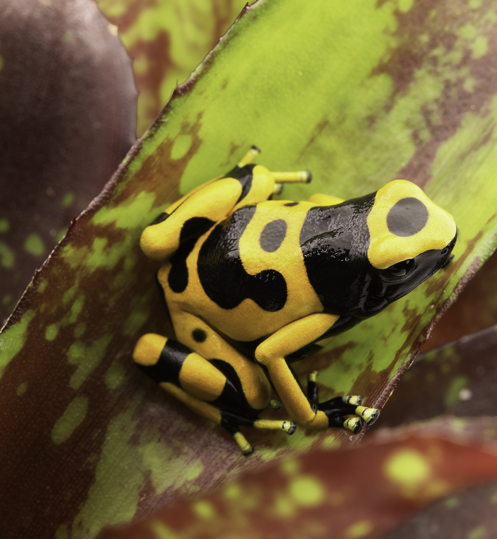 Poison Dart Frogs Raised Captivity Lose Their