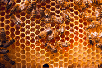 honey-bees