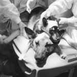 dog-head-transplant