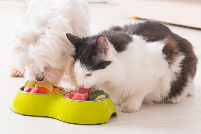 Is Pet Food Safe for Humans to Eat?