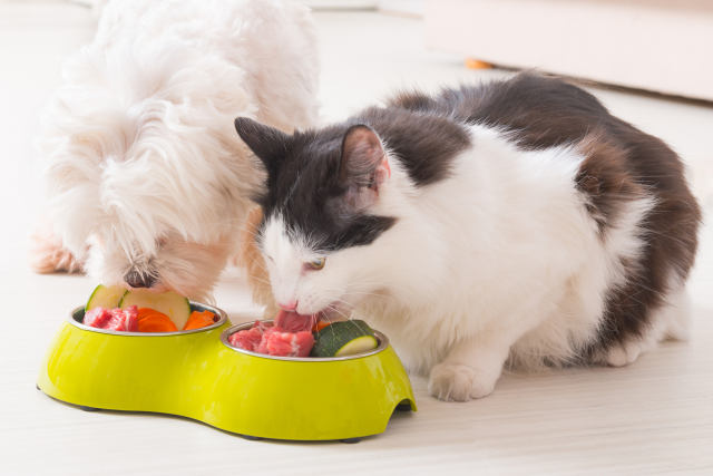 cat stopped eating dry food but eats wet food