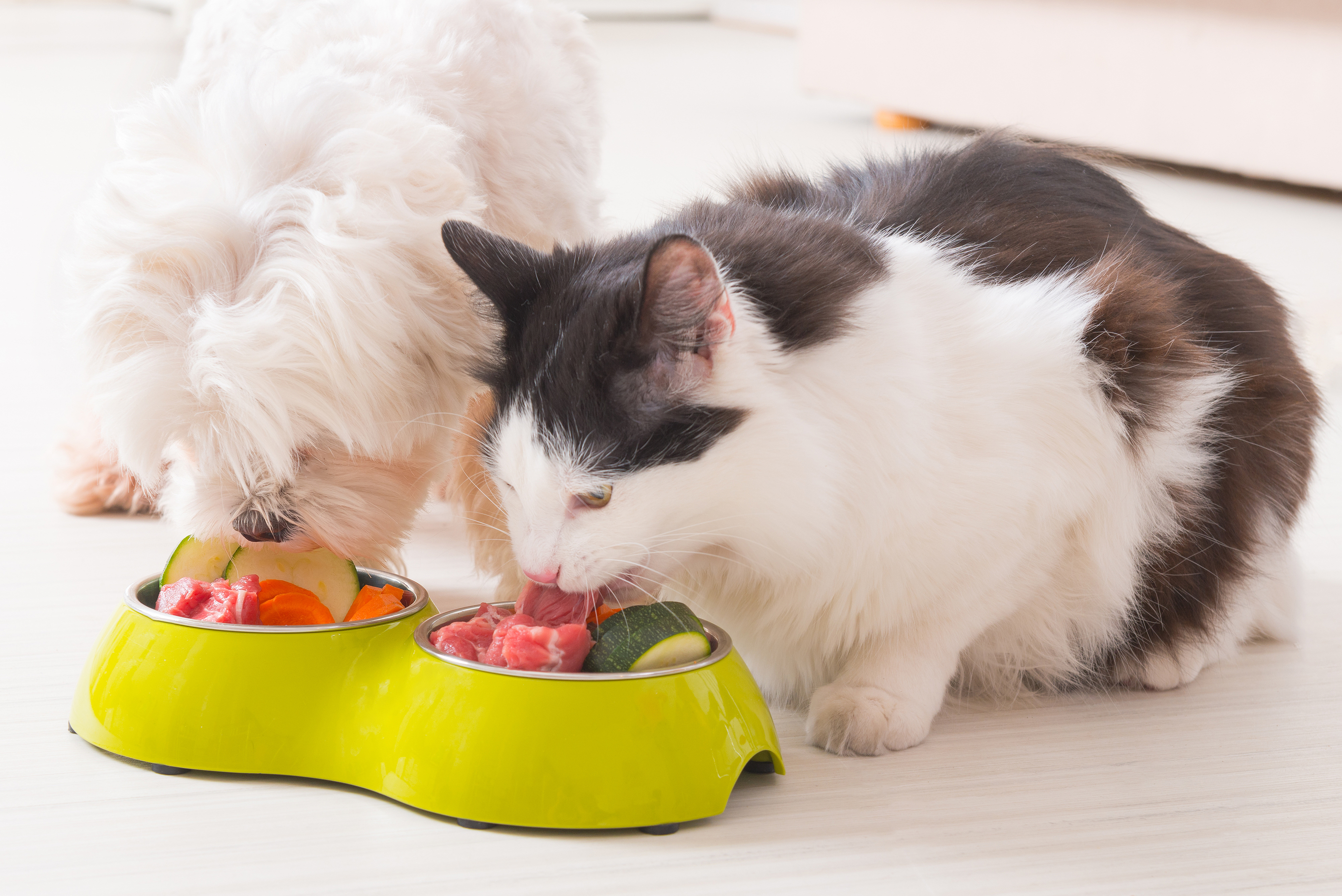 can dogs eat cat wet food