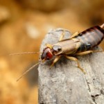 earwig