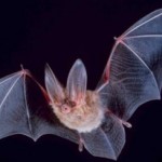 Big-eared-townsend-fledermaus-340x206