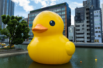 rubber-duck