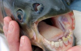 Pacu