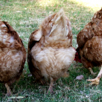 chicken-butts