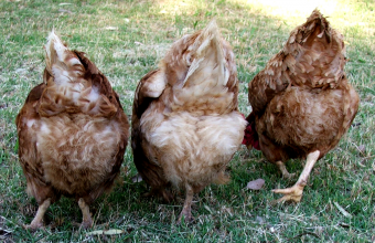 chicken-butts