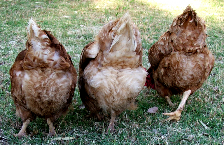The Origin of the Expression "Guess what? Chicken Butt!"