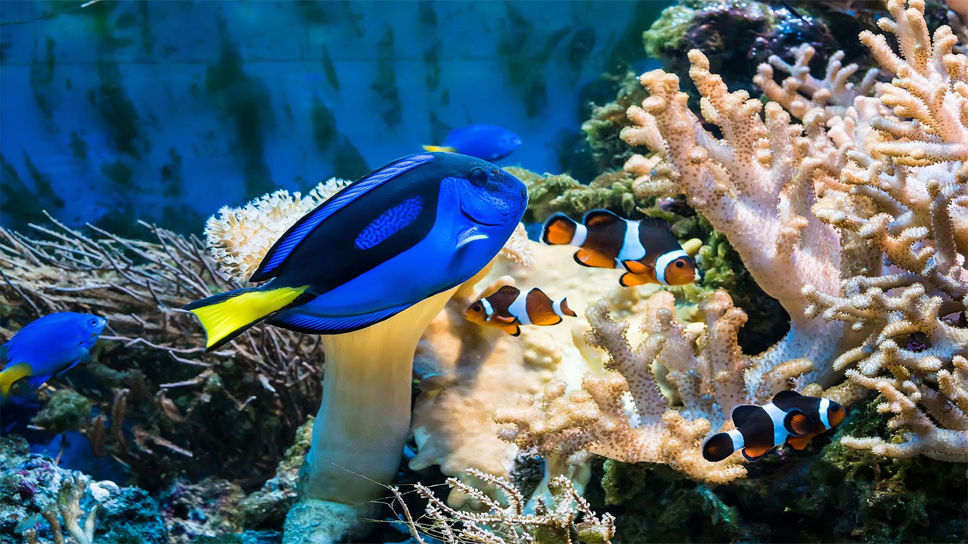 what do clown fish eat what do clown fish eat