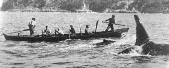 old-tom-and-whalers
