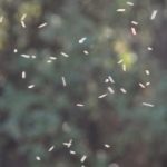 gnats-340x226